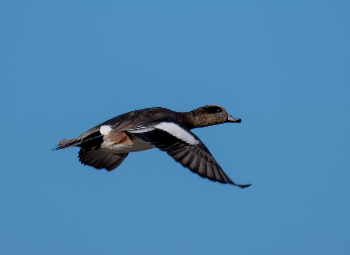 American Wigeon - ML644441422