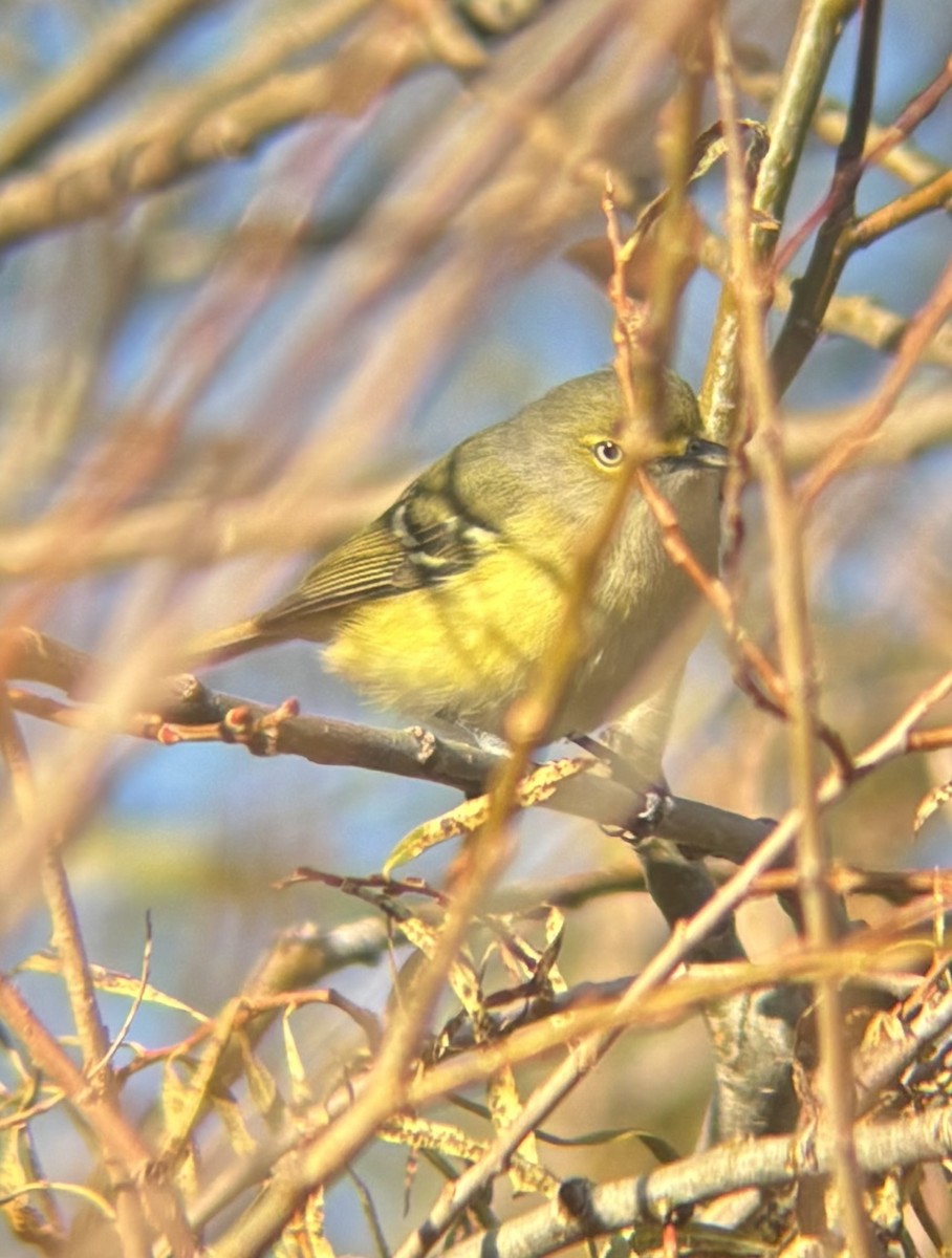 Белоглазый виреон [группа griseus] - ML644441428