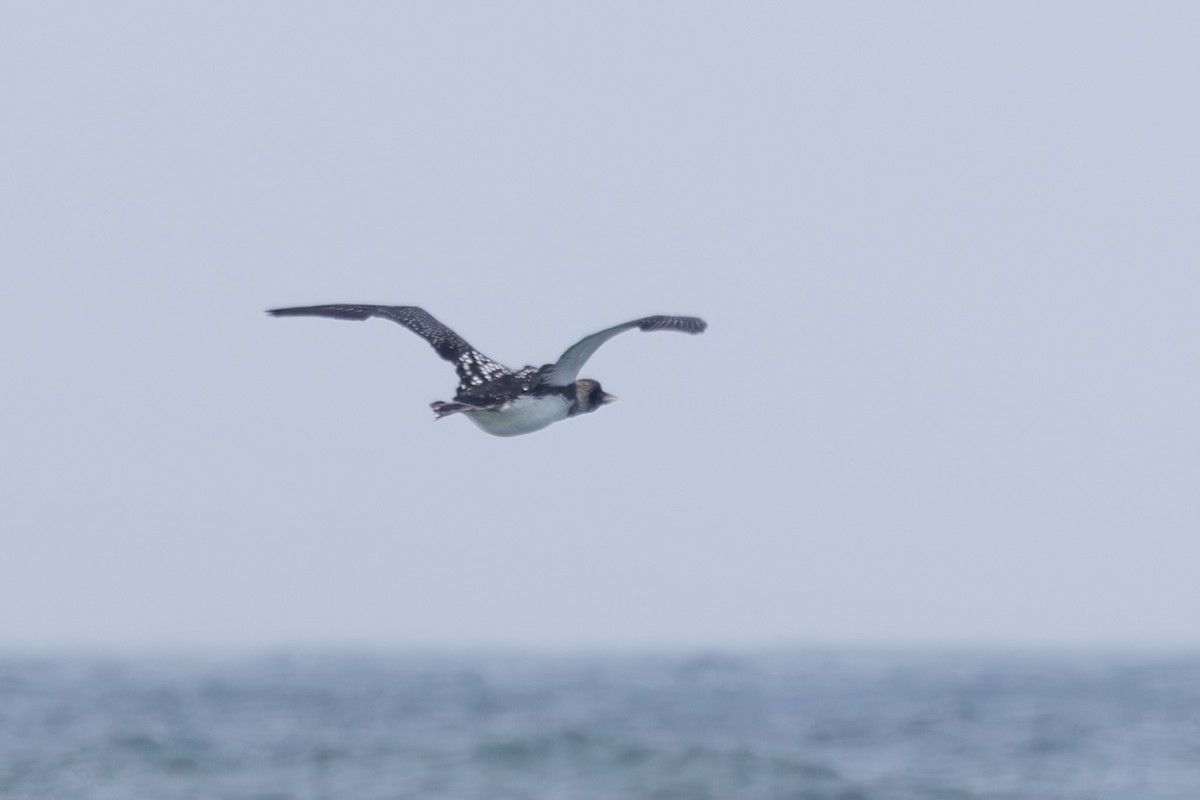 太平洋潛鳥 - ML644441445