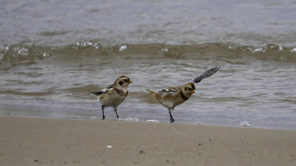 Snow Bunting - ML644441446