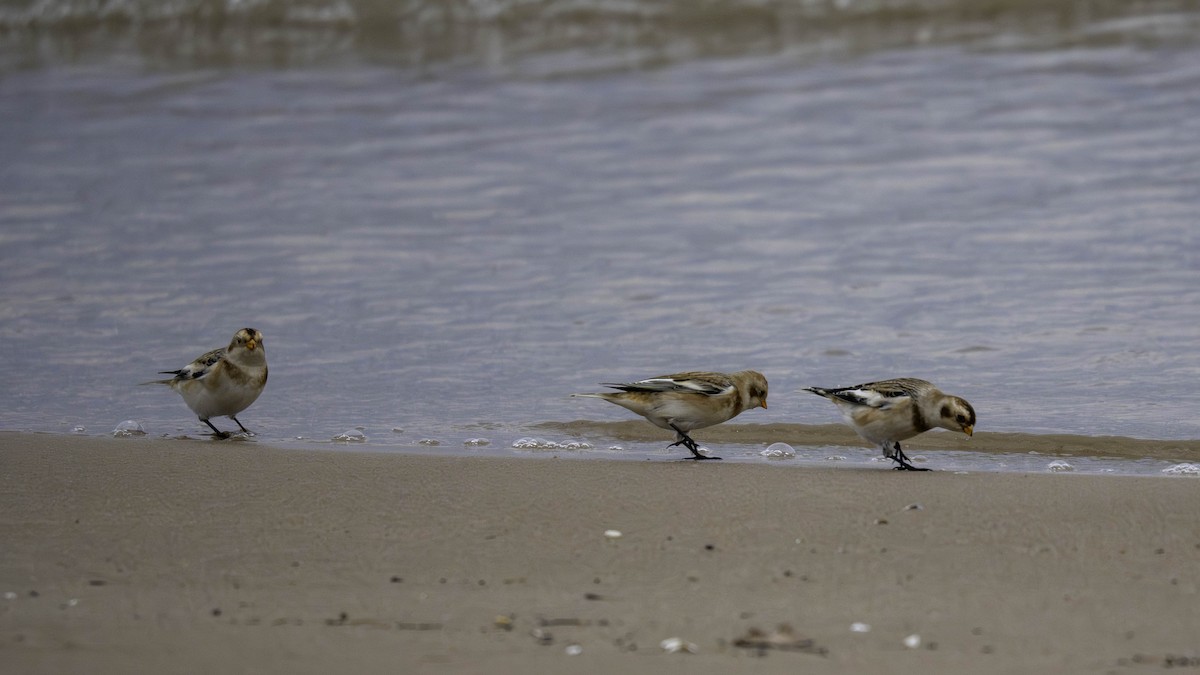 Snow Bunting - ML644441447
