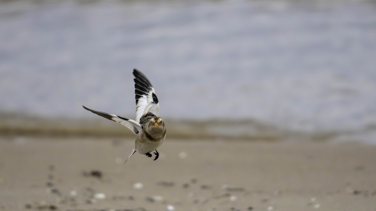 Snow Bunting - ML644441448