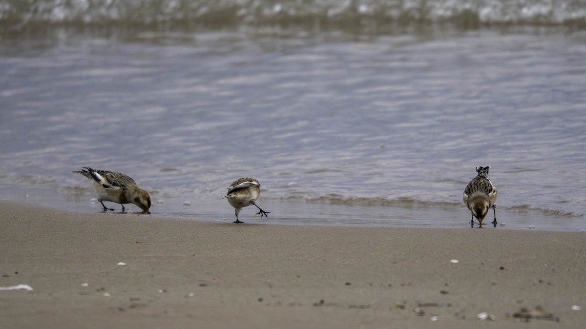 Snow Bunting - ML644441449