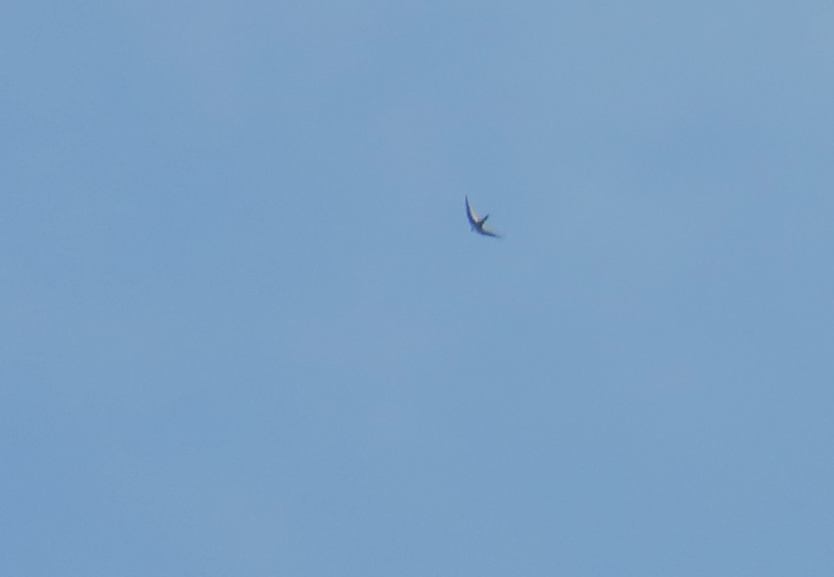 Vencejo Tijereta Grande - ML644441472