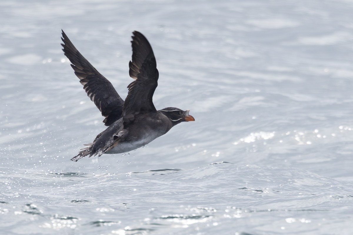 neshornlunde - ML644441475