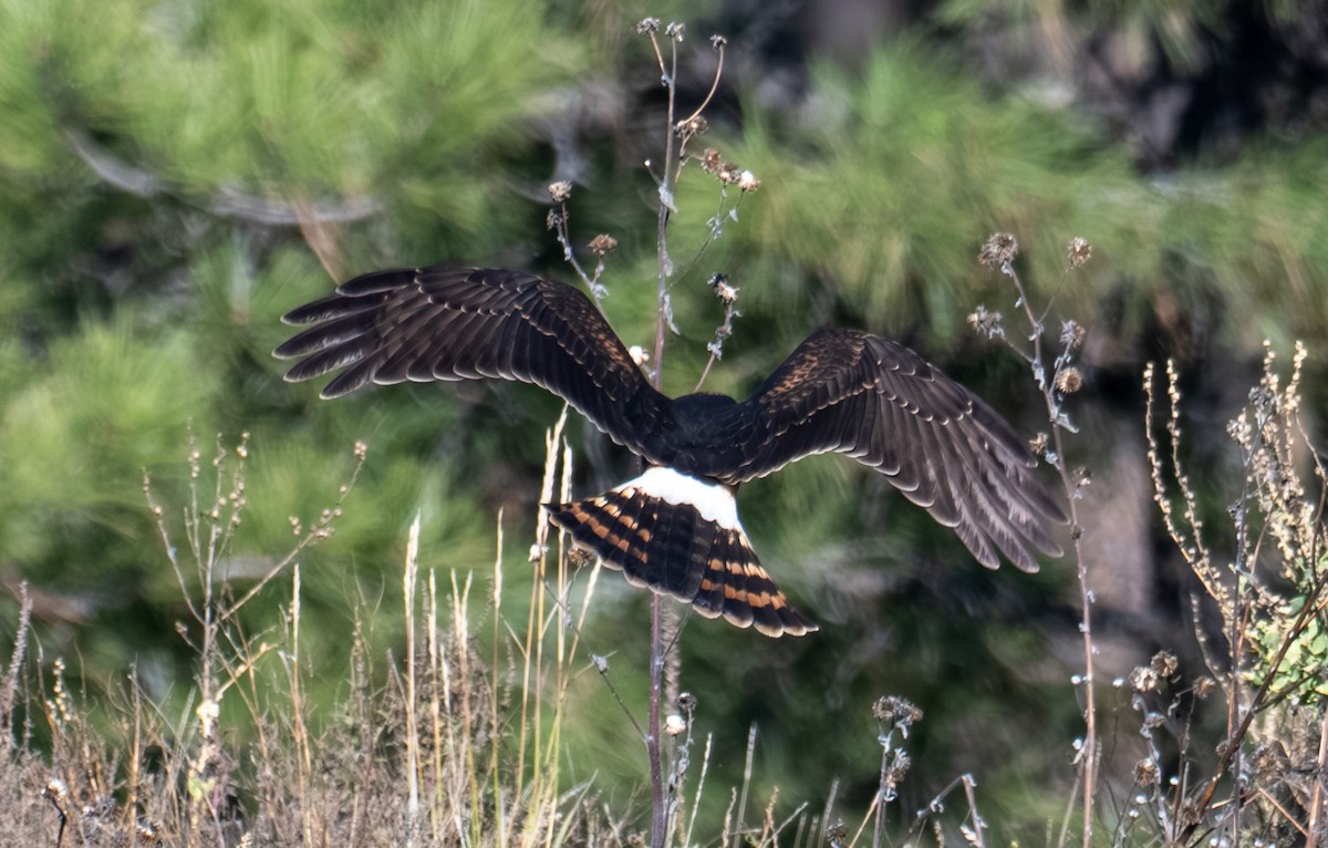 Aguilucho de Hudson - ML644441479