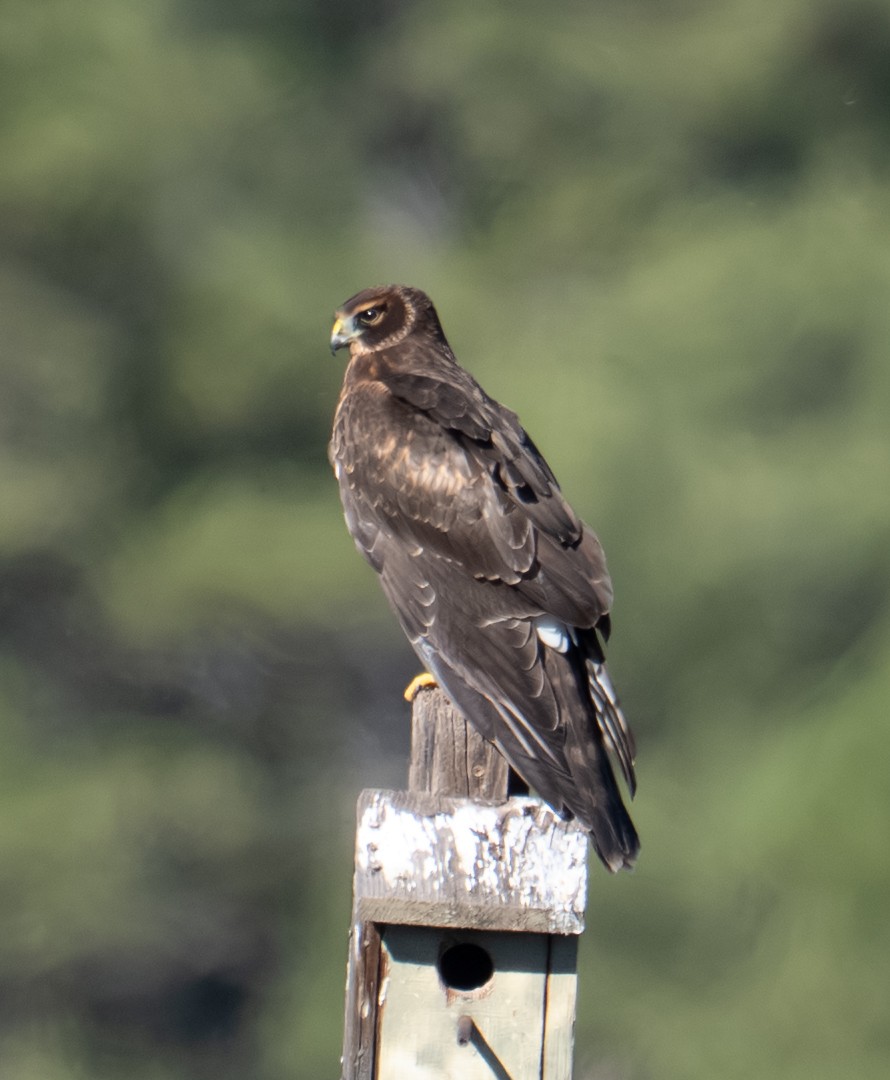 Aguilucho de Hudson - ML644441483