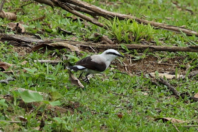 Masked Water-Tyrant - ML644441484