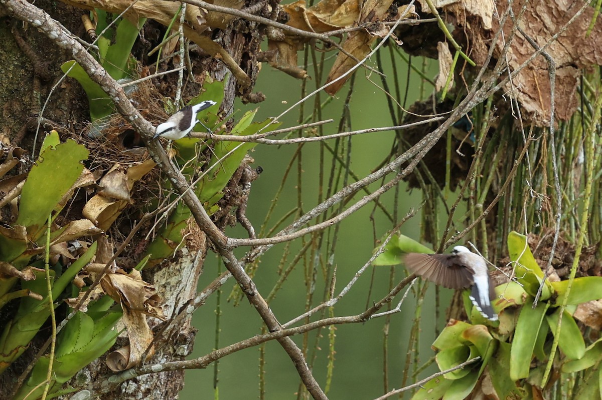Masked Water-Tyrant - ML644441485