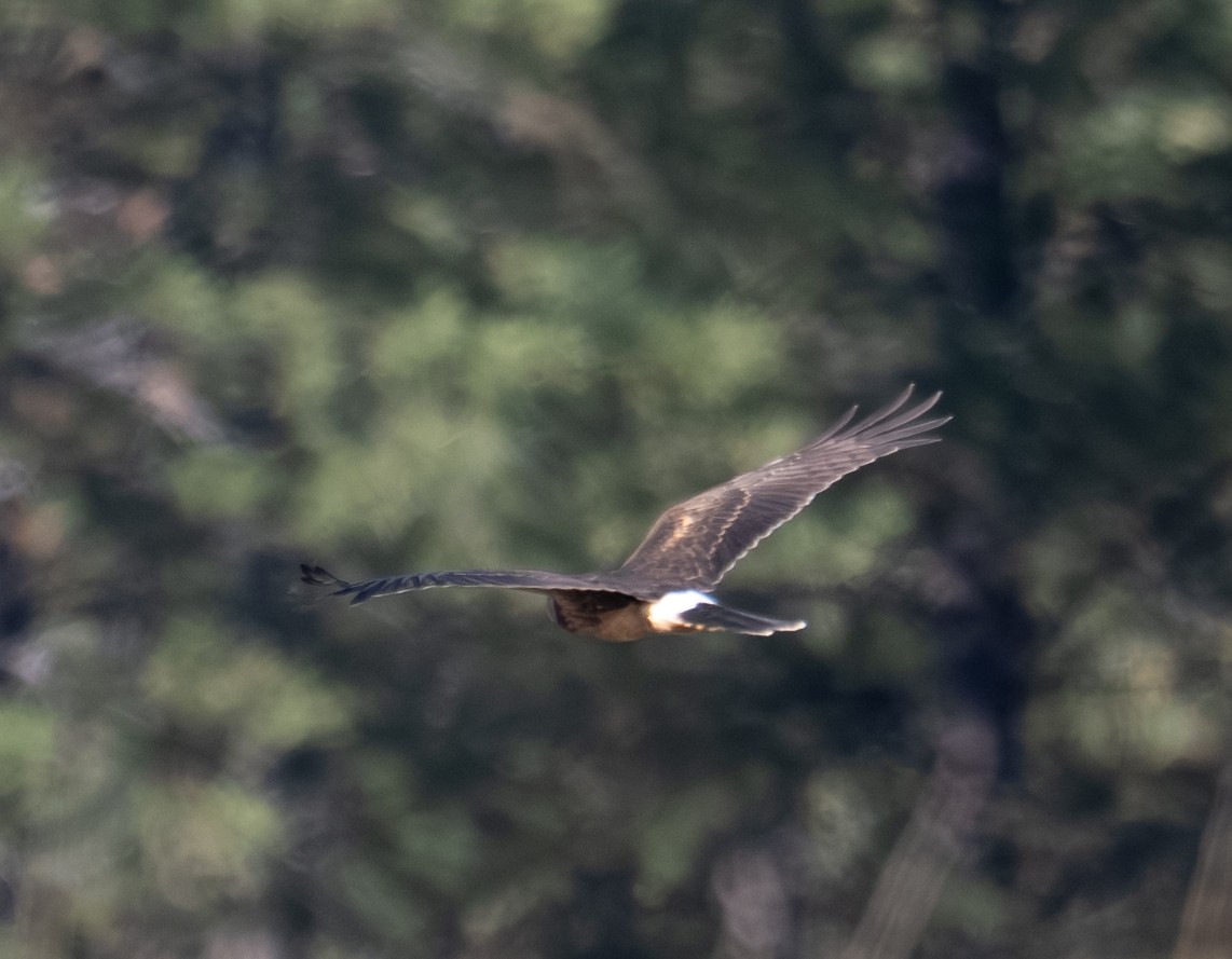 Aguilucho de Hudson - ML644441486