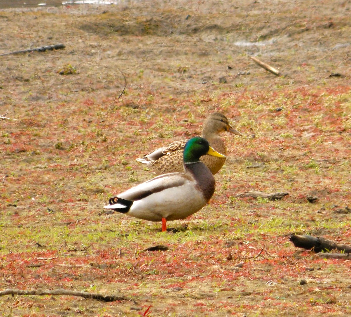 Canard colvert - ML644441504