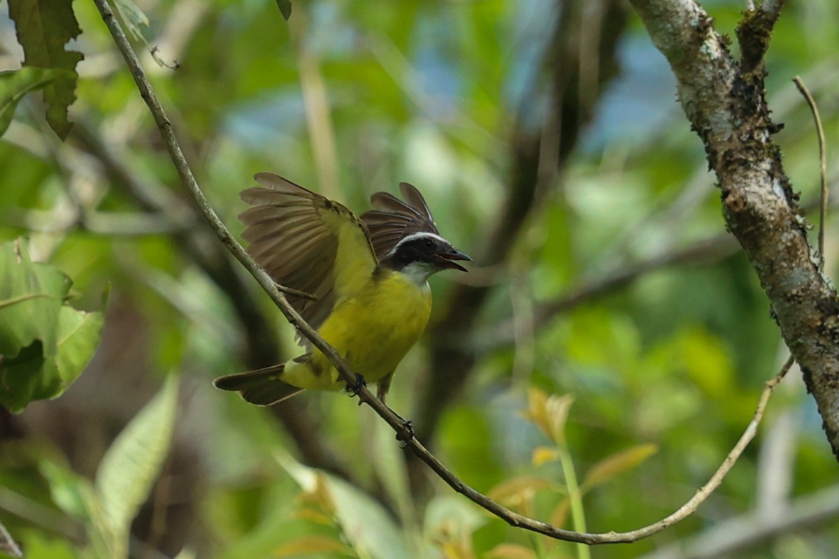 アカボウシヒタキモドキ（similis グループ） - ML644441508