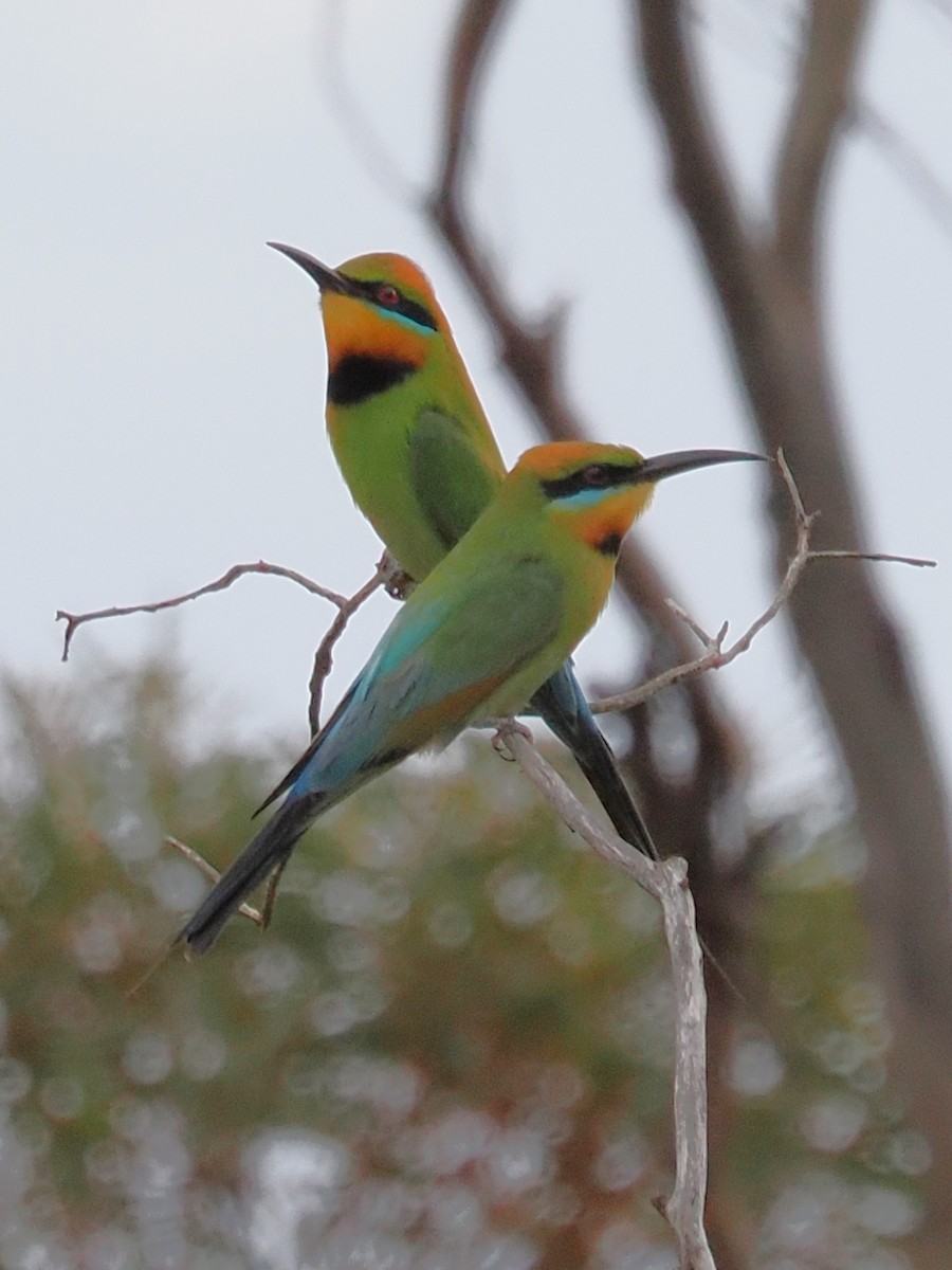 Радужная щурка - ML644441510