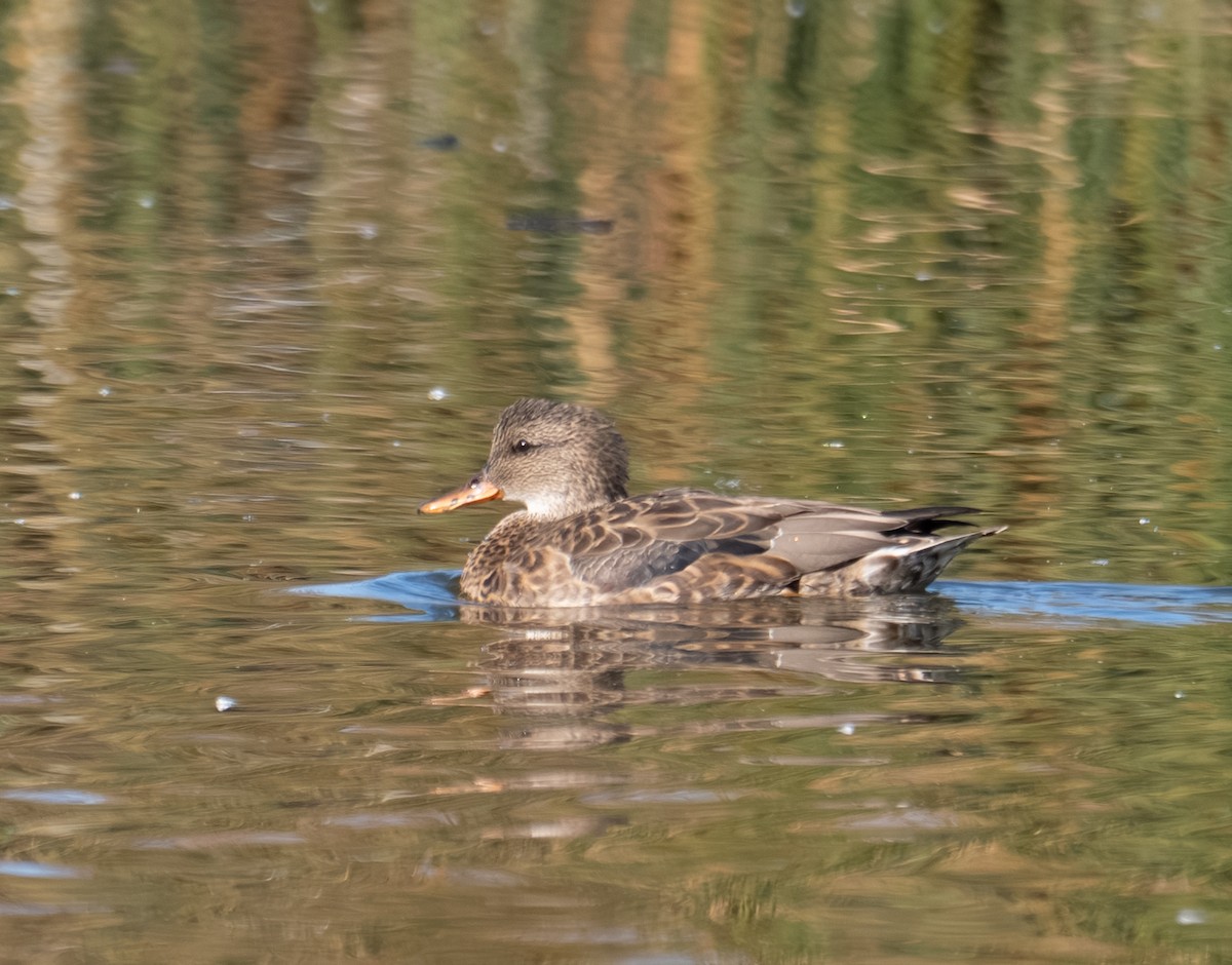 Нерозень - ML644441512