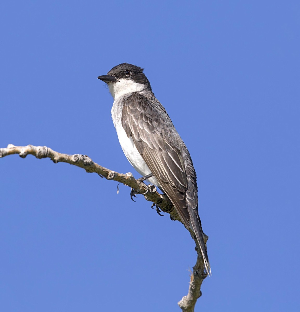 Eastern Kingbird - ML644441513