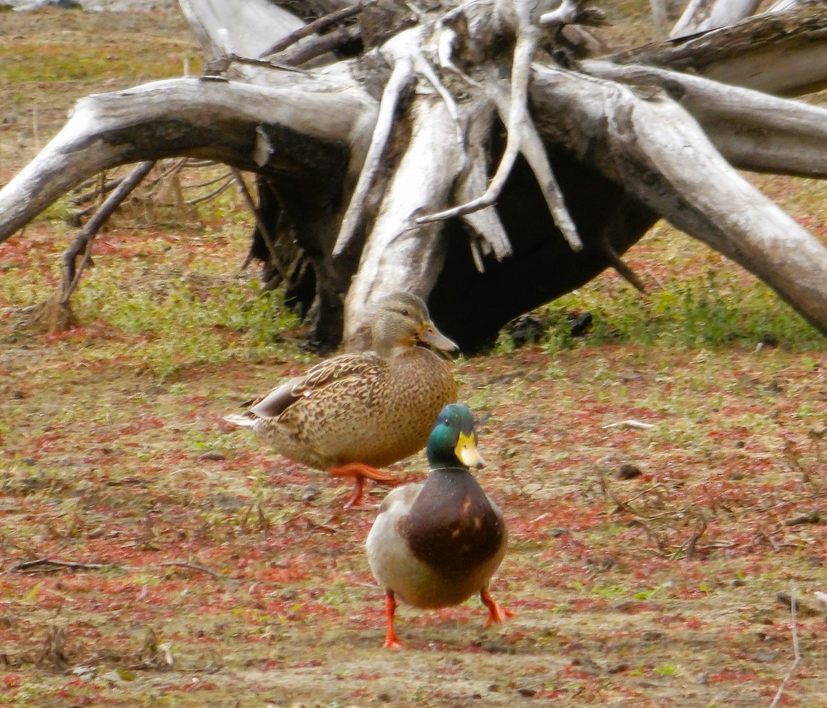 Canard colvert - ML644441519