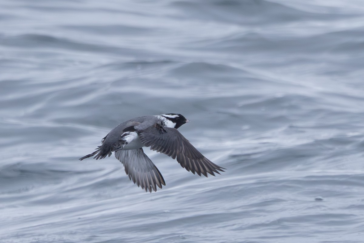 Ancient Murrelet - ML644441580