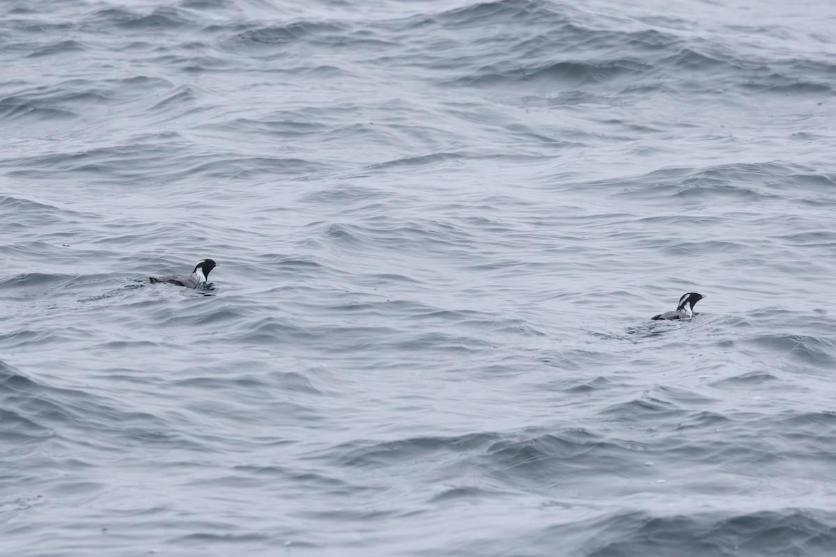 Ancient Murrelet - ML644441595