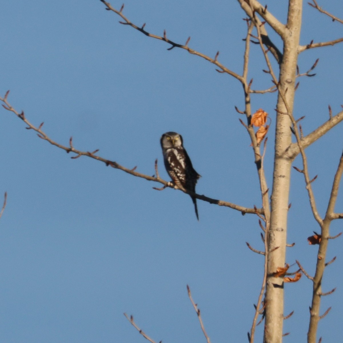 Northern Hawk Owl - ML644441598