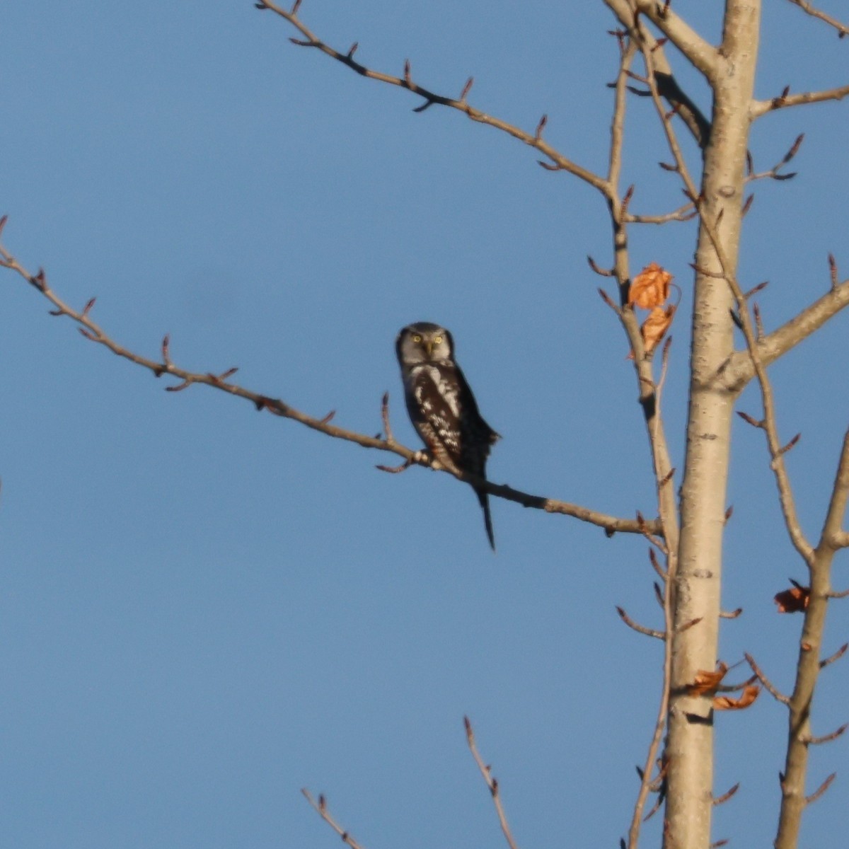 Northern Hawk Owl - ML644441599