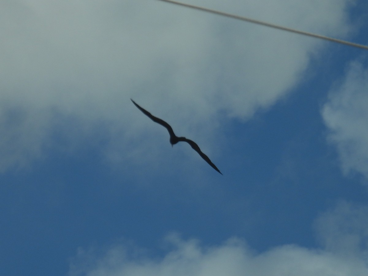 アメリカグンカンドリ - ML644441610