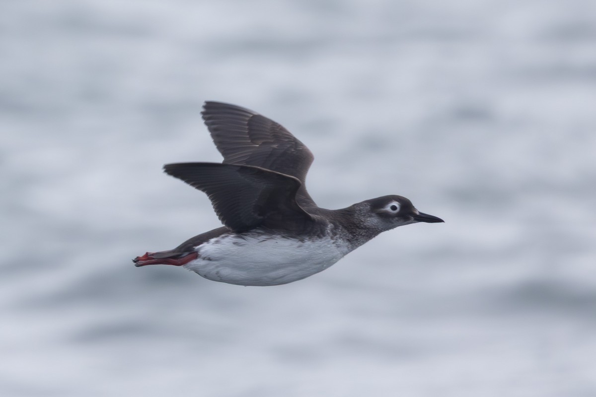 Spectacled Guillemot - ML644441612