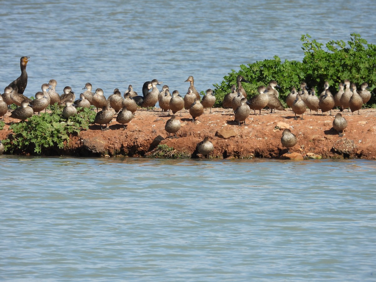 Австралийская широконоска - ML644441613