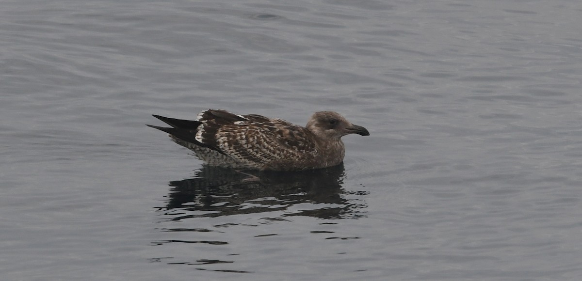 Western Gull - ML644441614