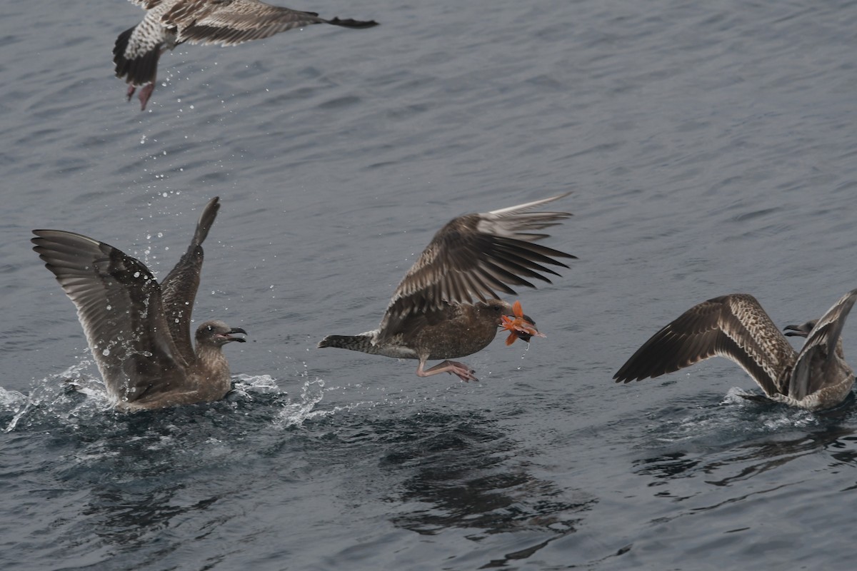 Western Gull - ML644441615