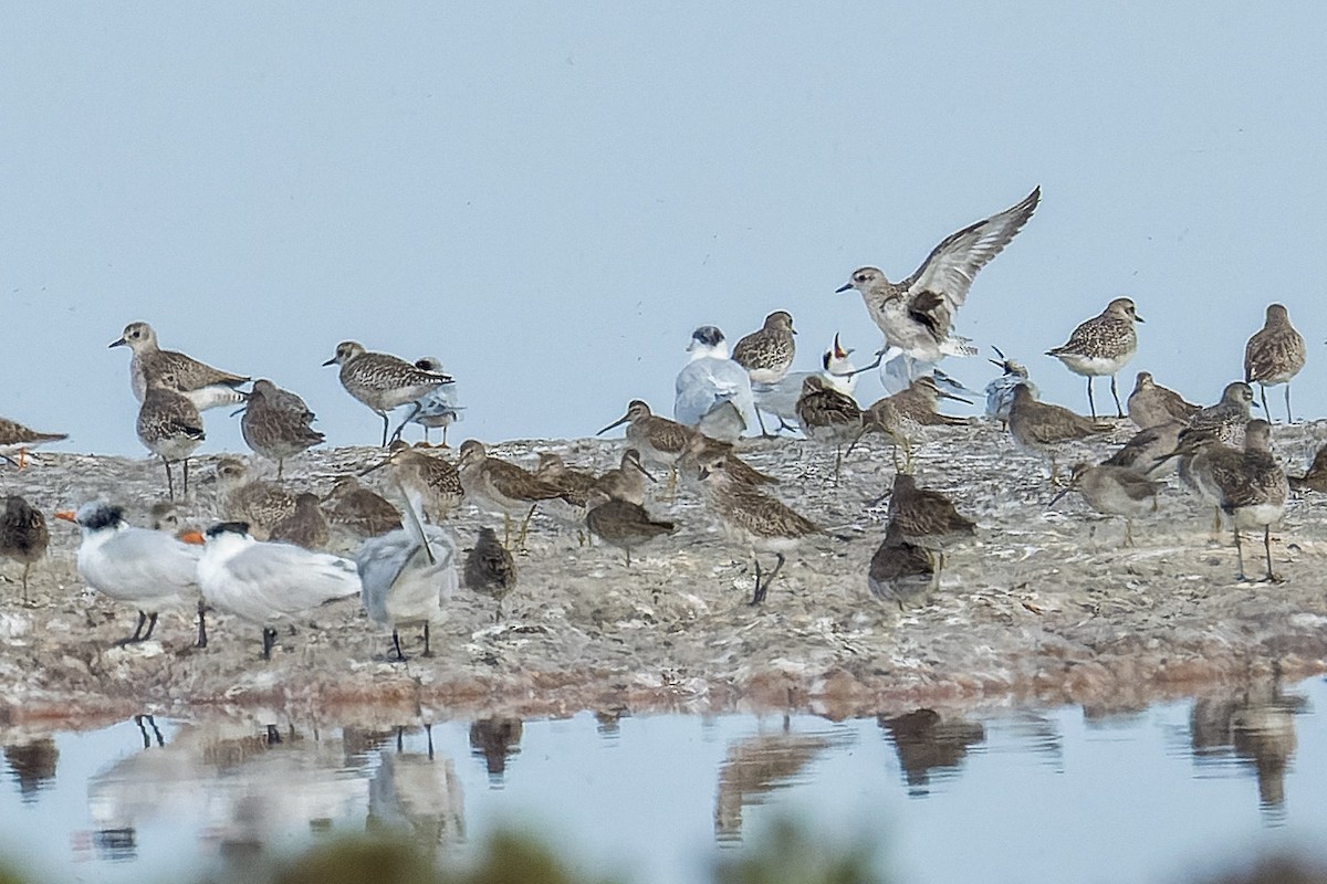 Pluvier argenté - ML644441619