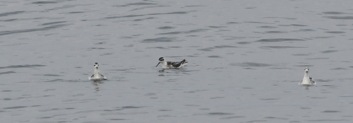 Red-necked Phalarope - ML644441620