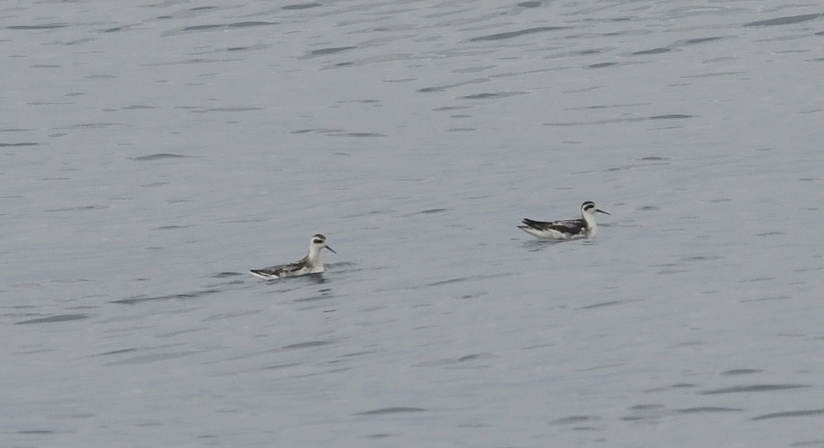 Red-necked Phalarope - ML644441621
