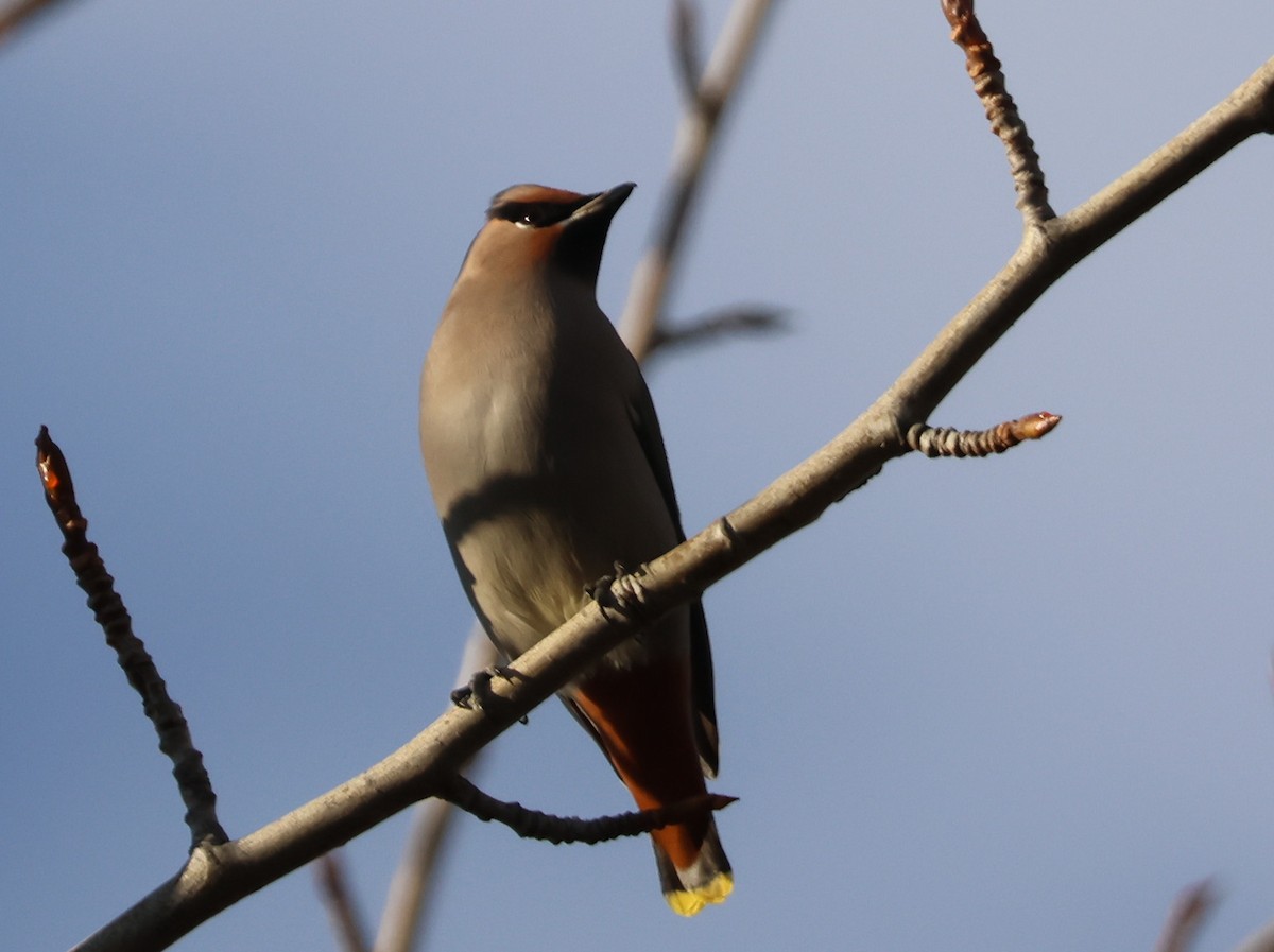 黃連雀 - ML644441626