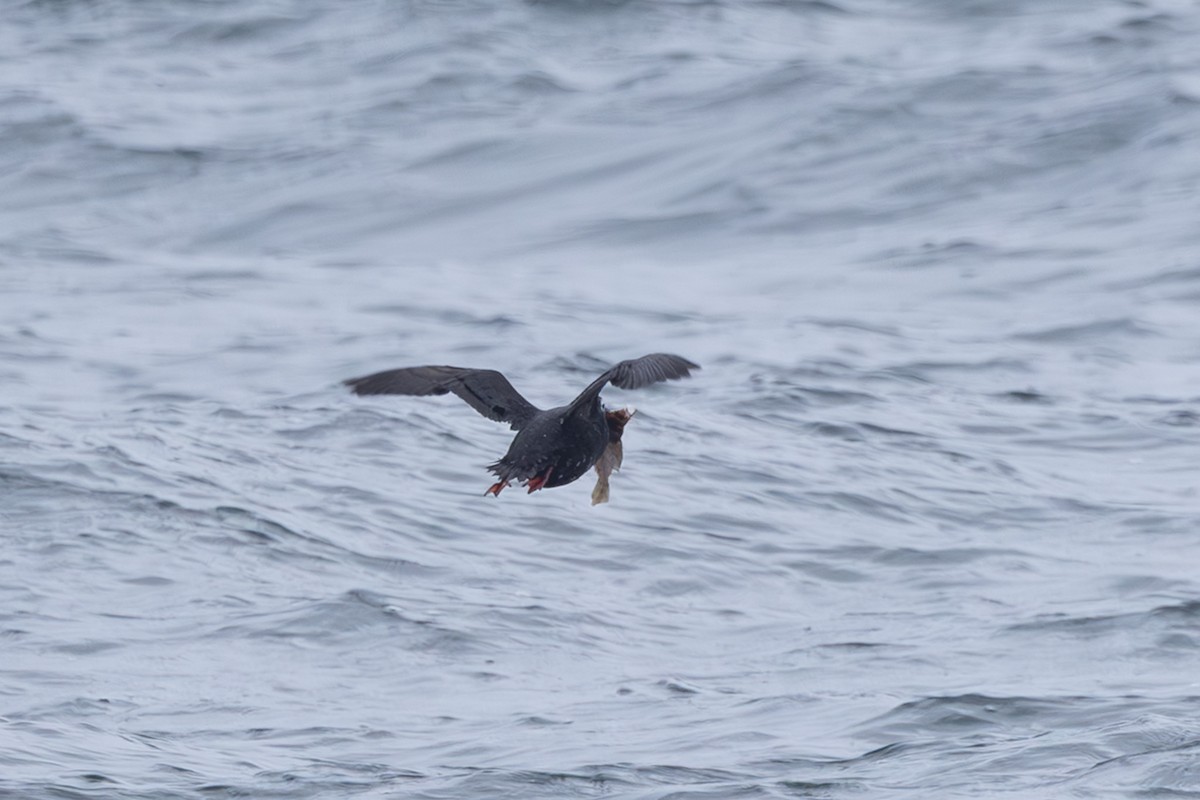 Spectacled Guillemot - ML644441635