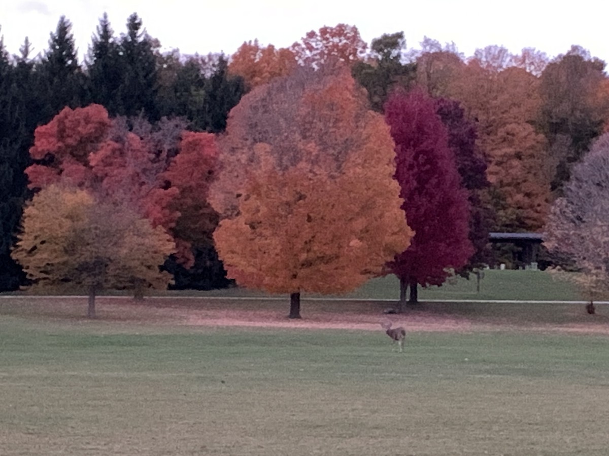 Animals - ML644441639