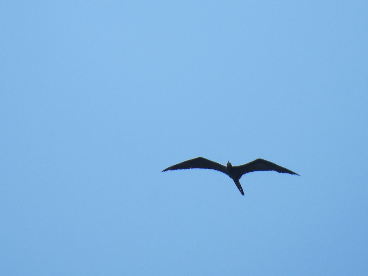 アメリカグンカンドリ - ML644441640