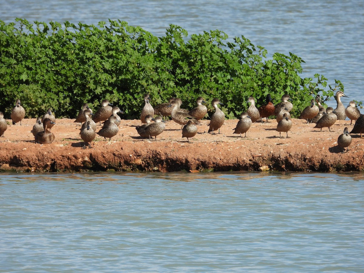 Chestnut Teal - ML644441641