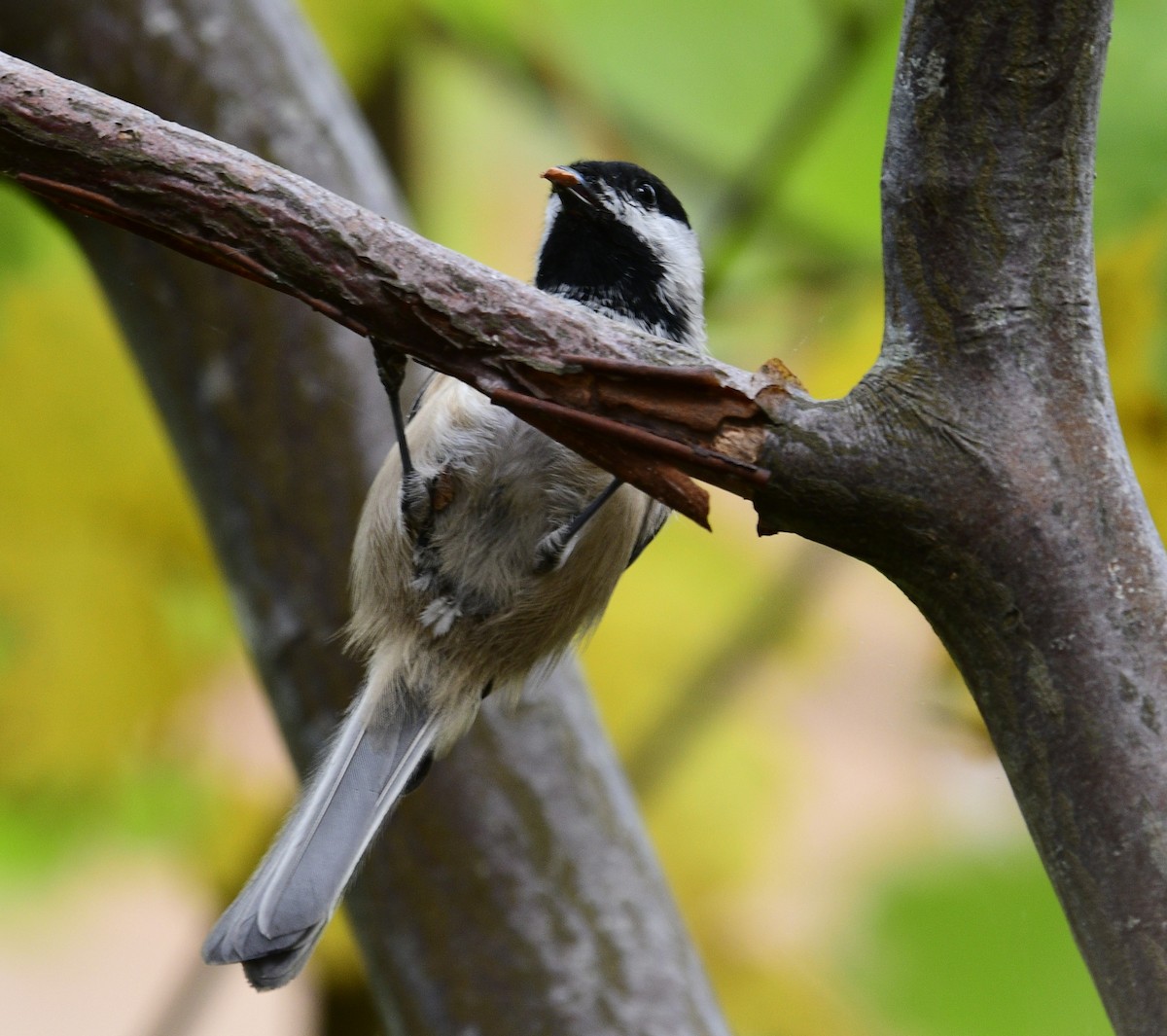 Black-capped Chickadee - ML644441642