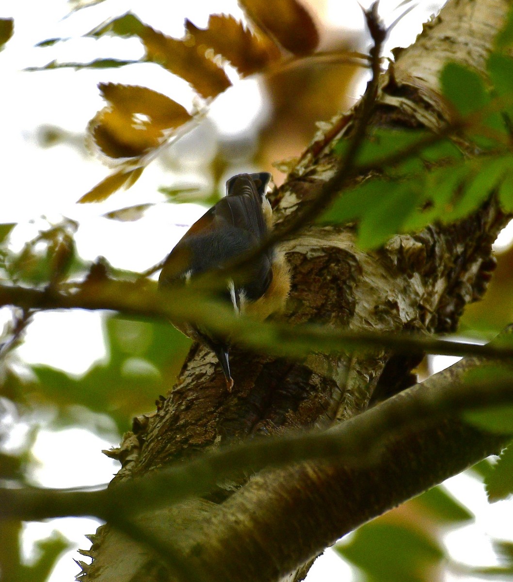 Garrapo kanadarra - ML644441651