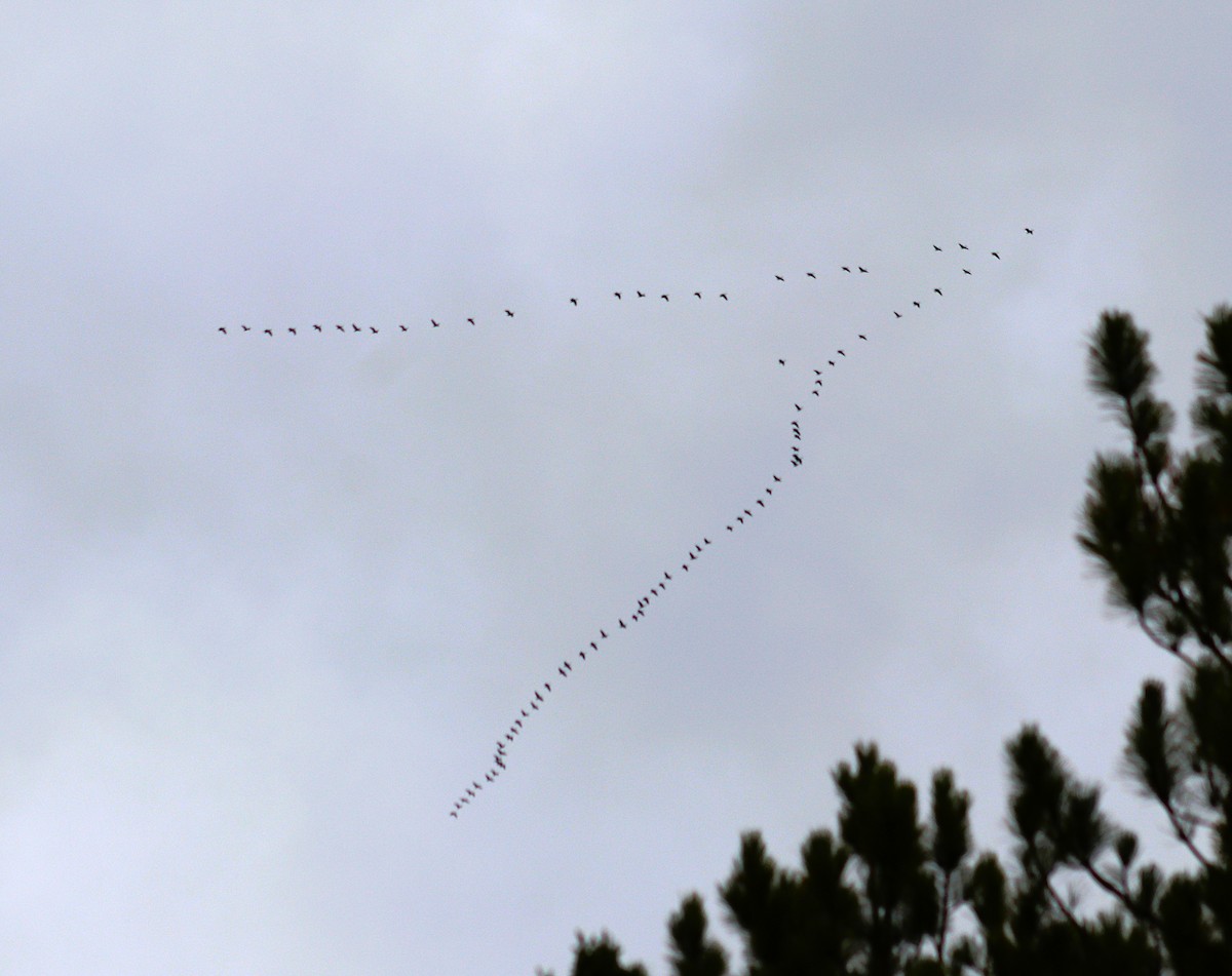 Bernache du Canada - ML644441661