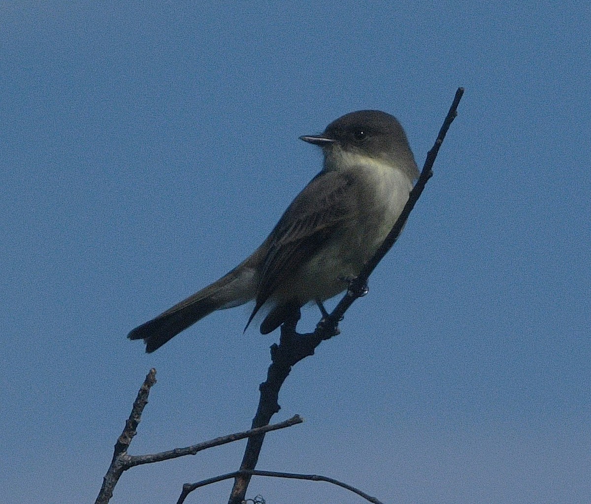 Weißbauch-Phoebetyrann - ML644441665