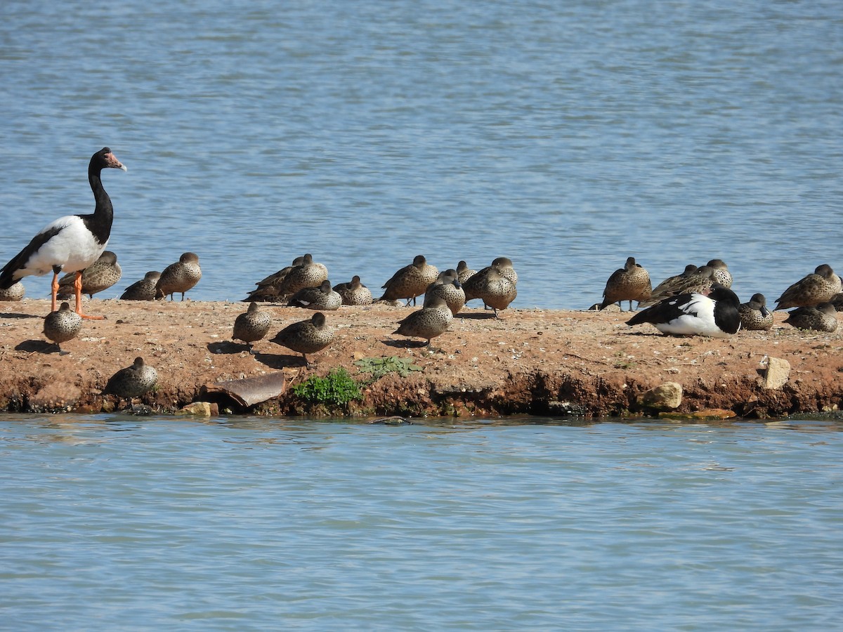Magpie Goose - ML644441673