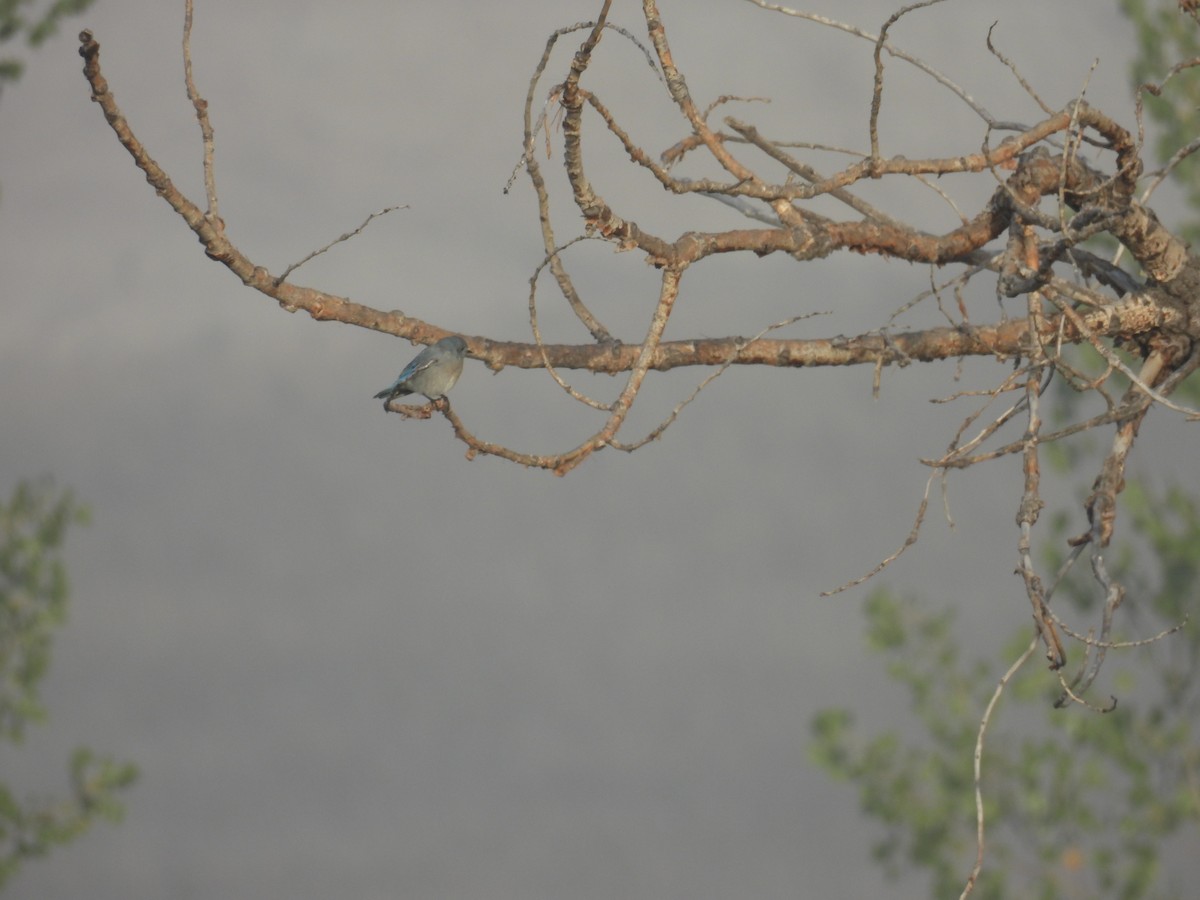 Merlebleu azuré - ML644441677