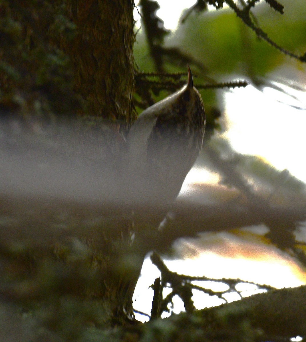 Gerri-txori amerikarra - ML644441679