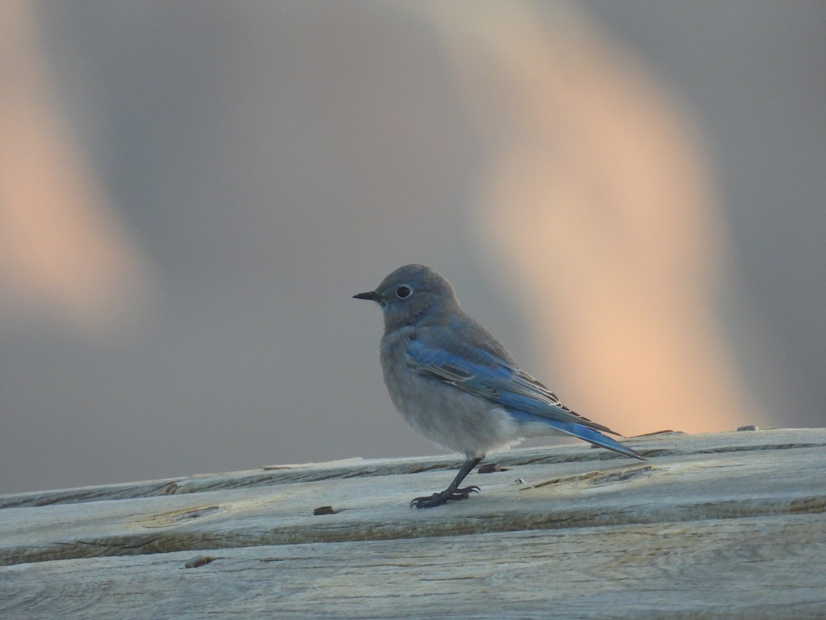 Merlebleu azuré - ML644441691