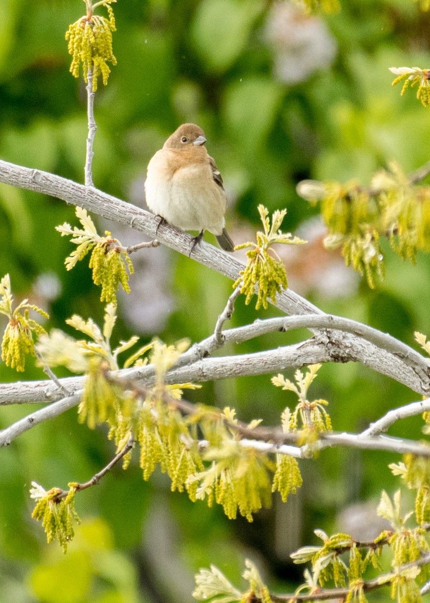 Лазурный колорин - ML644441692