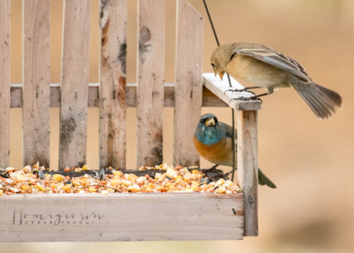 Лазурный колорин - ML644441697