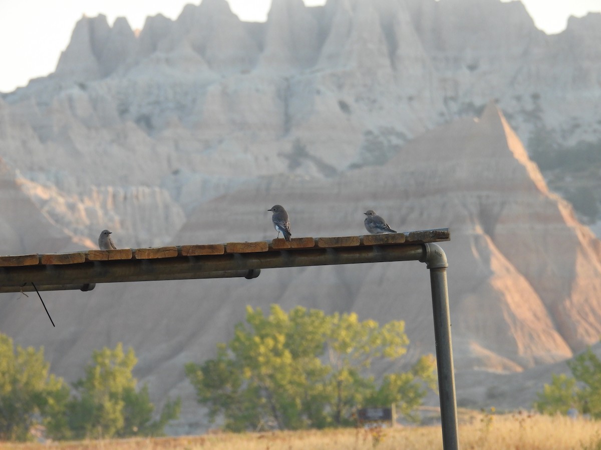 Merlebleu azuré - ML644441701