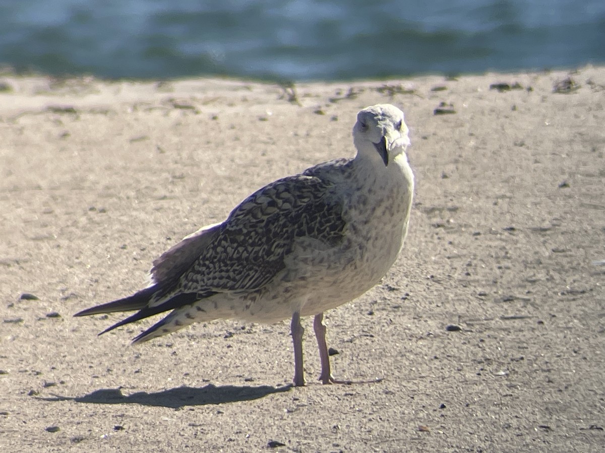 Great Black-backed Gull - ML644441702