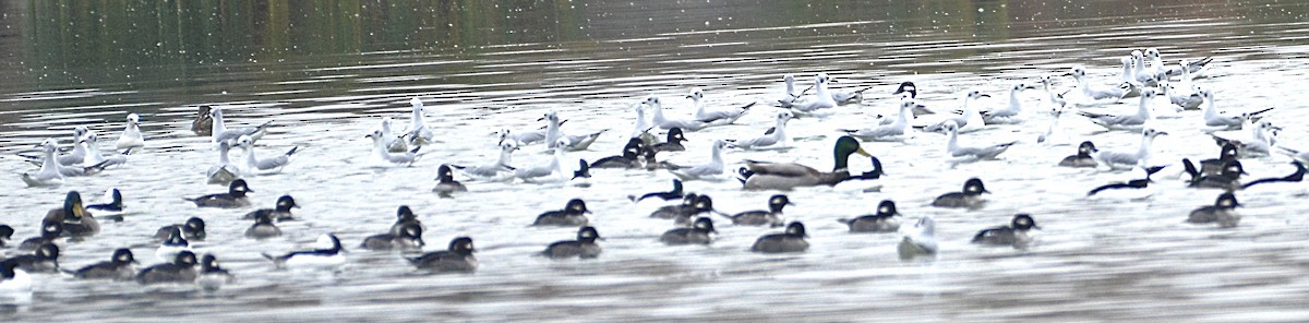 Bonaparte's Gull - ML644441709